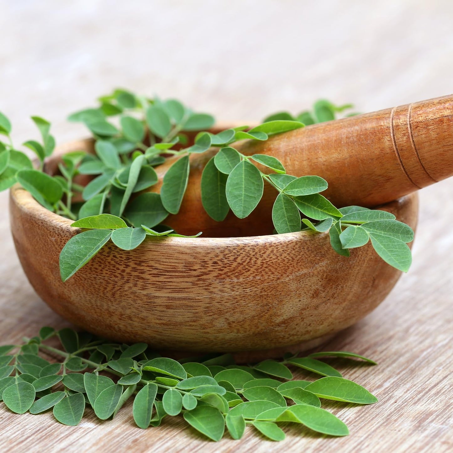 Moringa Plant Live in 4 Inch Pot, Moringa Oleifera Drumstick Tree, Hardy Perennial Herb Plant