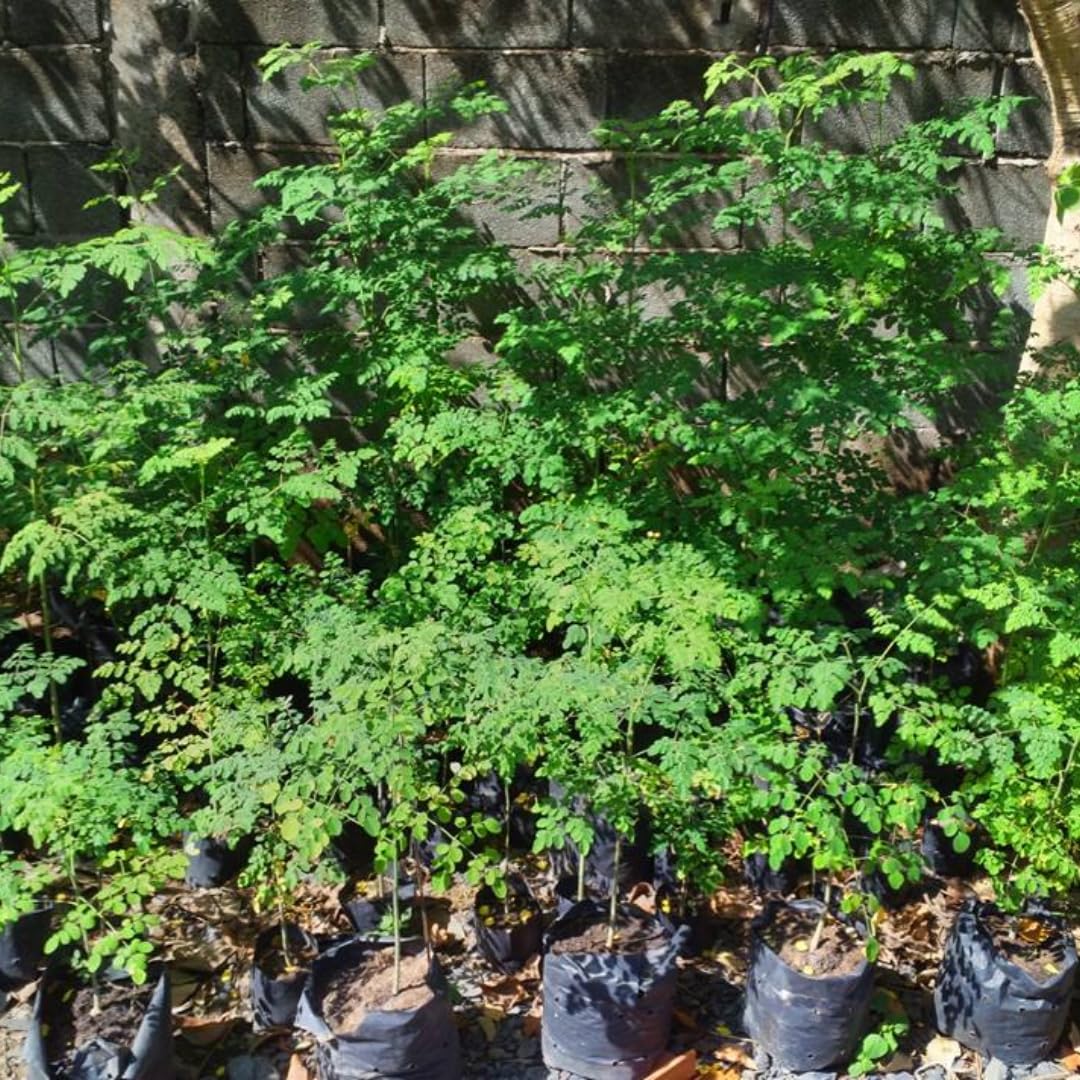 Moringa Oleifera Tree Live Plant, 4 Months Old Malunggay Plant in Pot, Well-Rooted Drumstick Trees Ready to Grow Outdoor