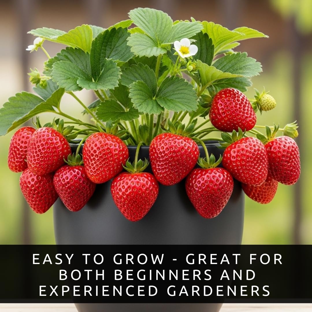 Ruby Giant Strawberry Plants – Extra Large Sweet Strawberries – High Yield Strawberry Runners – Big Fruit, Easy to Grow Plants for Home Gardens (5 Plants)