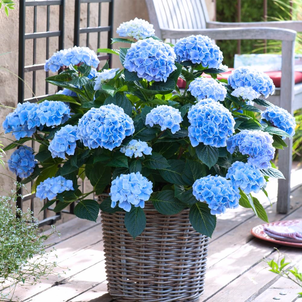 Hydrangea Live Plant, 6-12 Inch Tall, Hardy Flowering Shrub in 2.5" Pot, Outdoor Garden Hydrangea Bush (Blue Hydrangea)