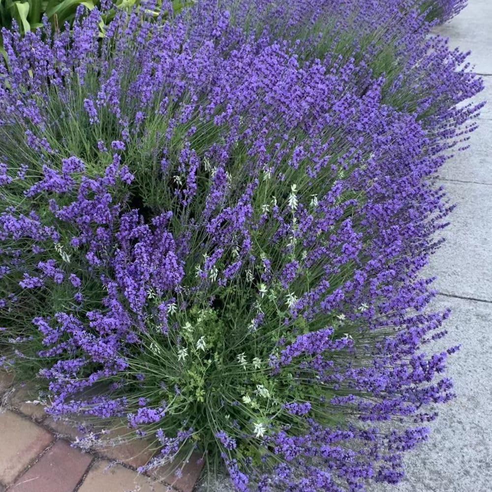 French Lavender Live Plant in Quart Pot, Lavender Herb Plants, Fragrant Hardy Herb for Indoor or Outdoor Planting