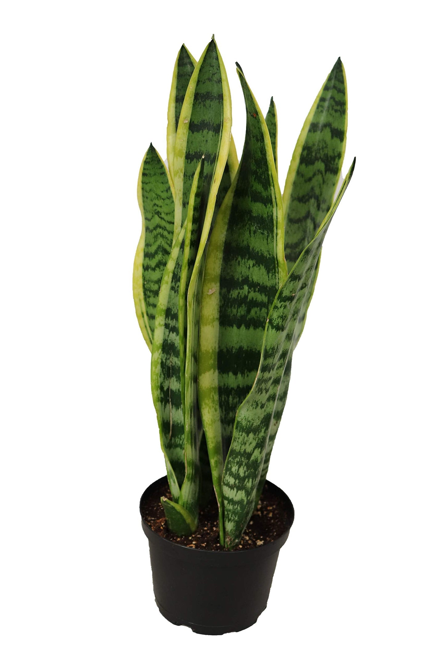 Sansevieria Laurentii - 6" from California Tropicals