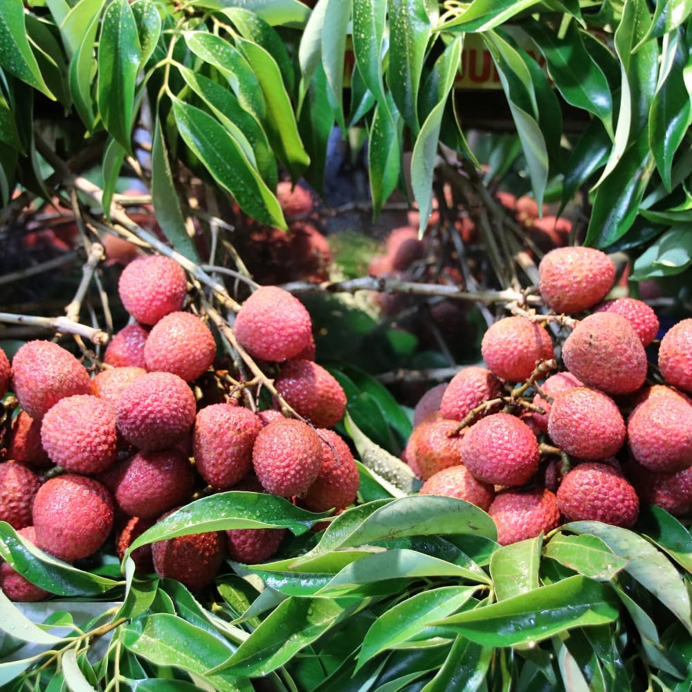Lychee Trees Live Plants, Lychee Fruit Tree, 2-3 Feet Tall, 3 Gallon Pot, Fragrant and Sweet Tropical Fruit Tree, Outdoor Growing, No Ship to CA