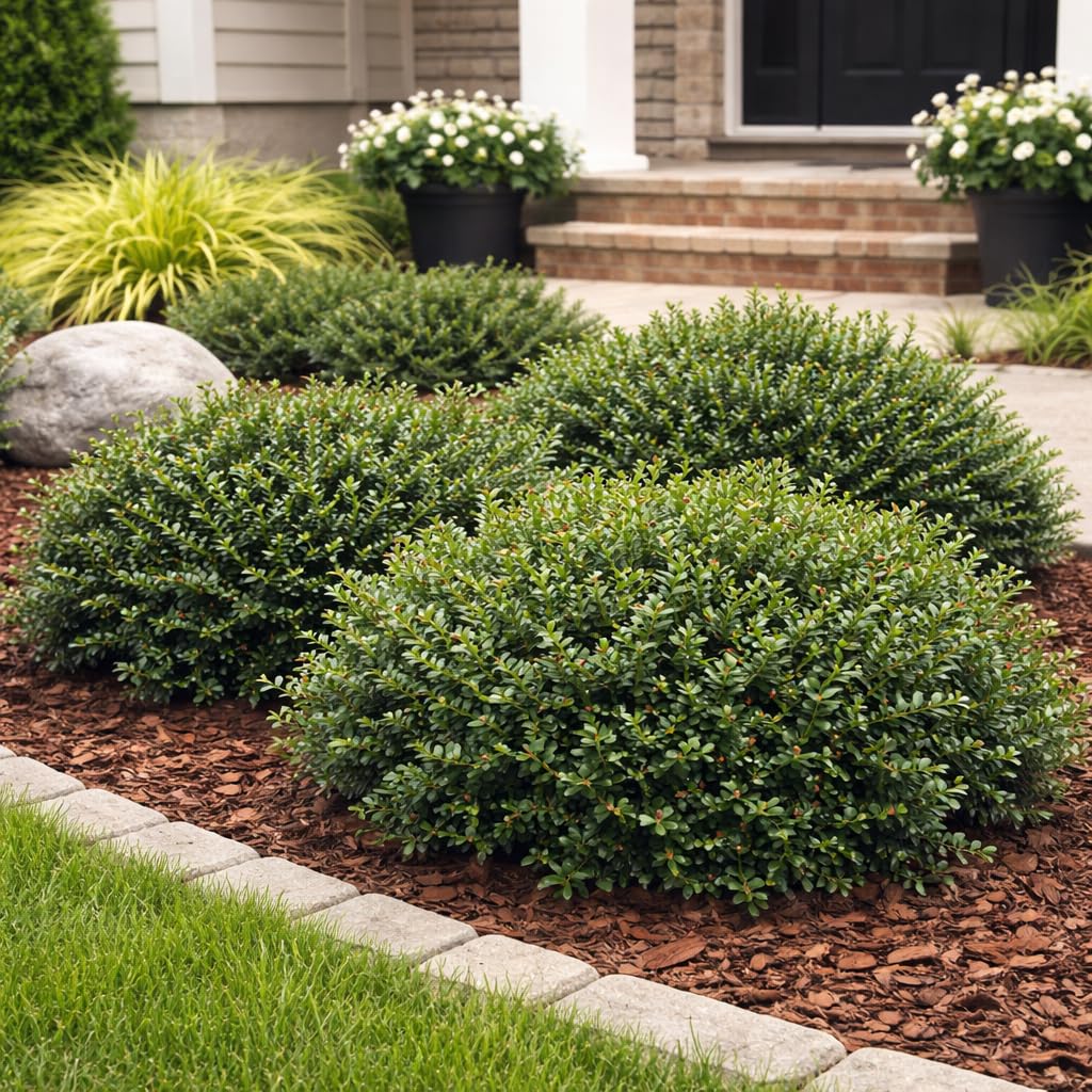 Soft Touch Holly 3-Gallon