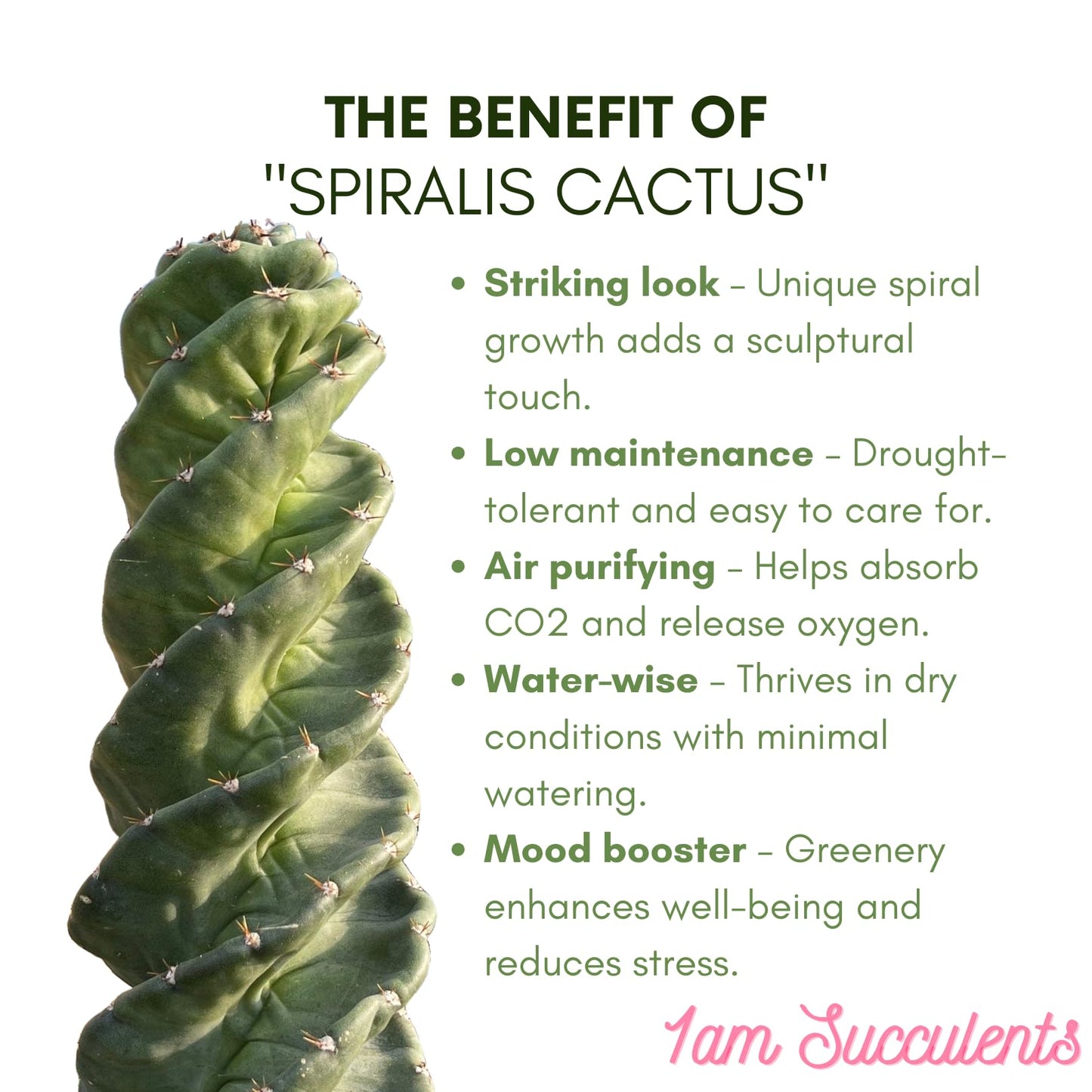 Spiral Cactus - Cereus Validus Spiralis – 8-10 inches Height, Rare Cactus Plant, Live Twisting Succulent, Fast-Growing & Drought-Tolerant – Exotic Statement Plant for Home & Garden