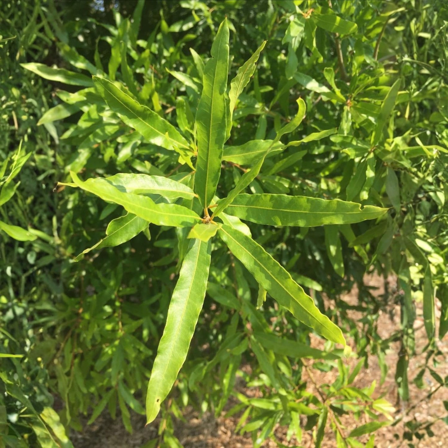 4 Willow Oak Tree Seedlings 1-1.5 Feet Tall, Hardy Shade Trees, Fast-Growing Oak Tree for Growing Outdoor, Winter Dormant