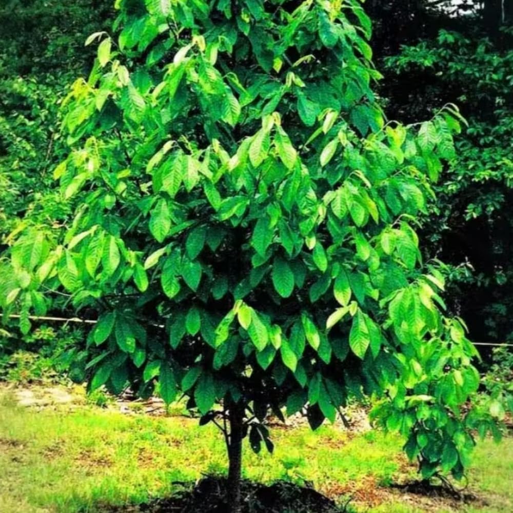 2 Pots Pawpaw Trees Live Plants, 6-12" Bare Roots Paw Paw Seedling Plants, 1 Year Old Well Rooted, Common Pawpaw Asimina Triloba