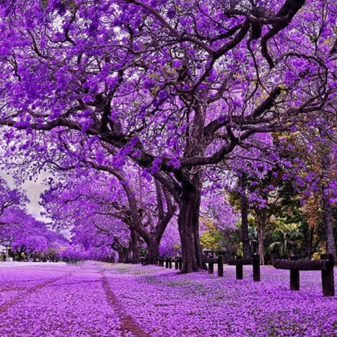 Live Jacaranda Tree Plant, Purple Blue Flowering Jacaranda, 6-10 Inches Tall for Indoor or Outdoor Gardens