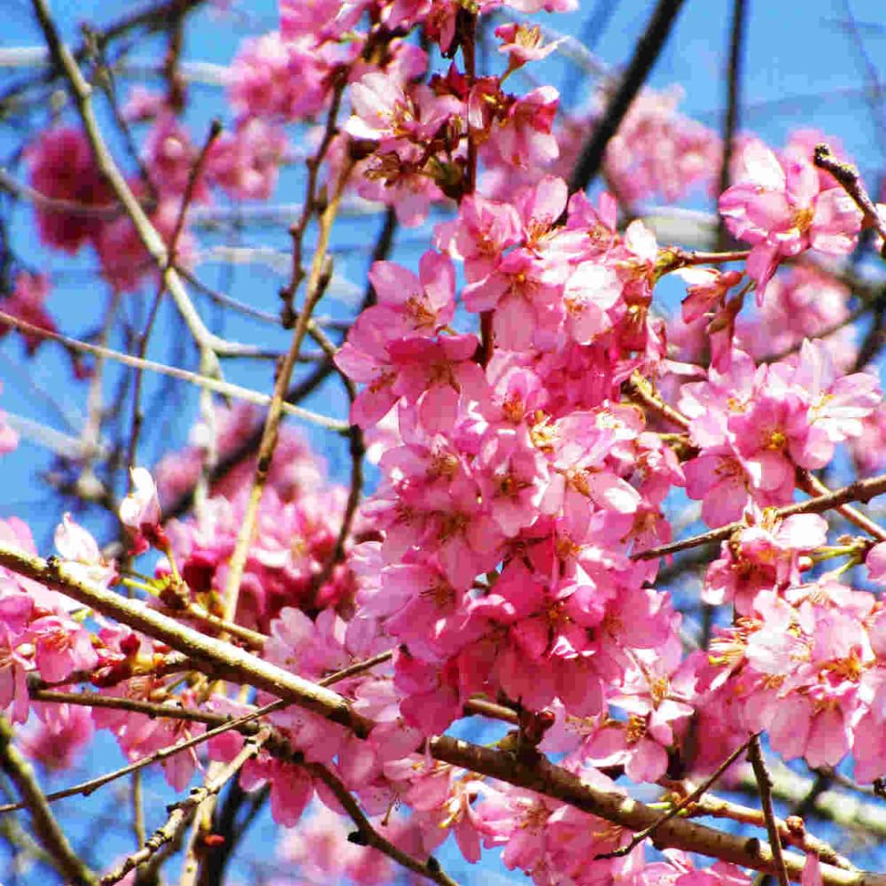 Cherry Blossom Tree, Live Ornamental Tree 6-12" Tall in Pot, Beautiful Spring Blooms for Outdoor Planting (Dark Pink Cherry Blossom)
