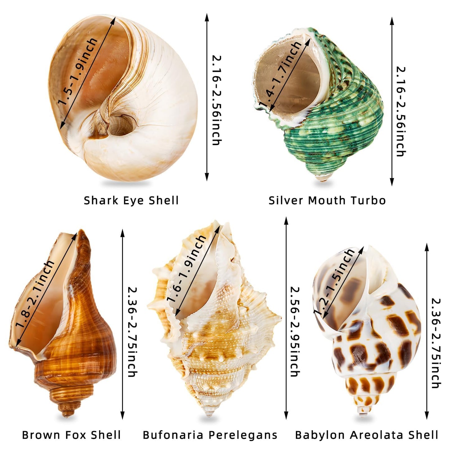 WeDoSoy 5PCS Hermit Crab Shells | Natural Sea Conch Size 2.1" - 2.8", Opening Size 0.9" - 1.5" | Medium Large Turbo Seashells for Hermit Crab Supplies and Beach Decoration Sea Shell