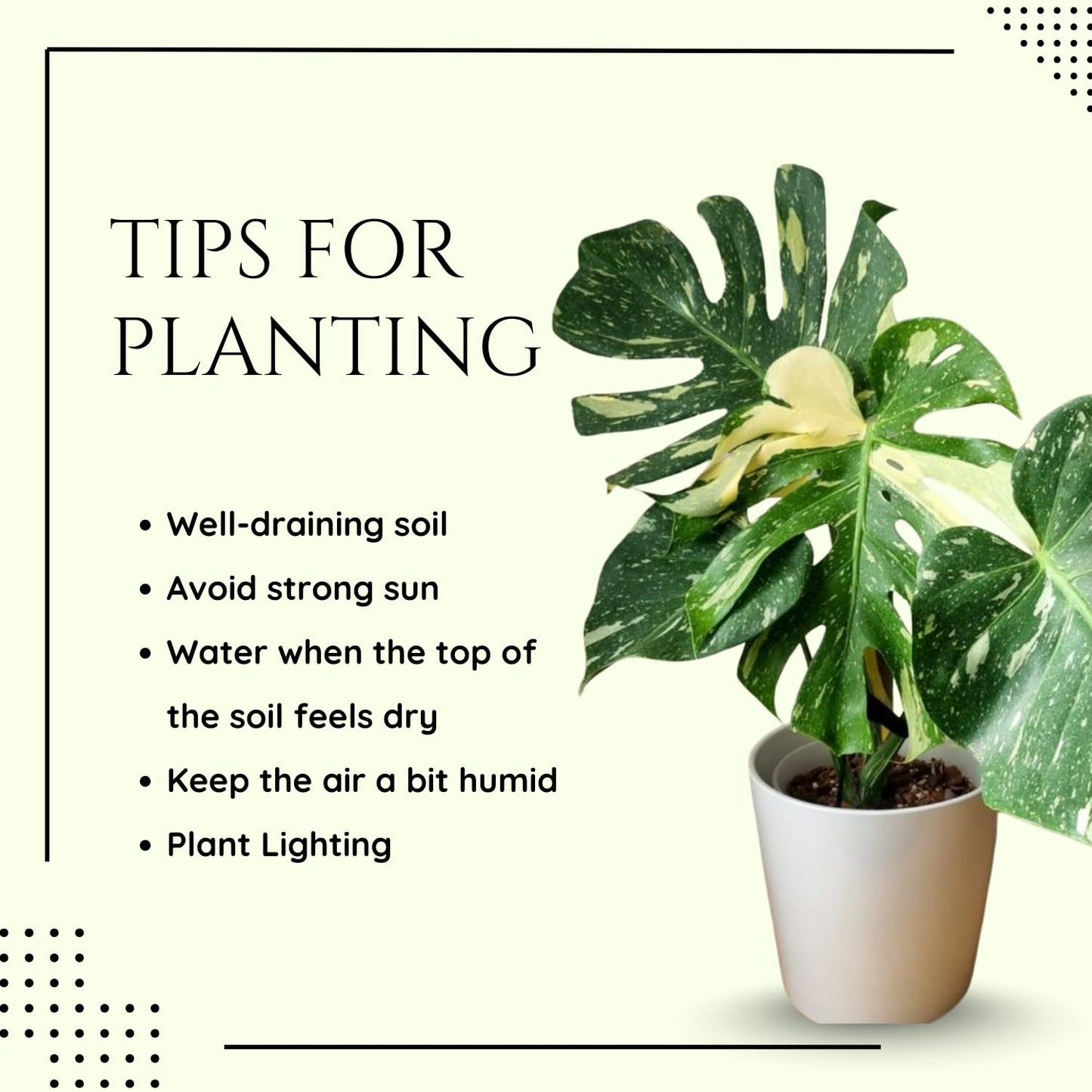 Monstera Plant 4-6 Inch, Live Indoor Plant, Split Leaf Houseplant for Home Office Decoration, No Pot (Variegated Monstera)
