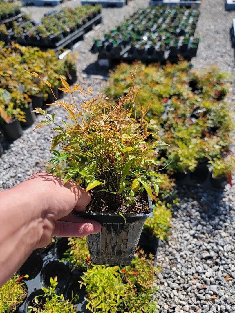 Live Plant - Gulf Stream Nandina Heavenly Bamboo - Live Plant - (1 Qt)