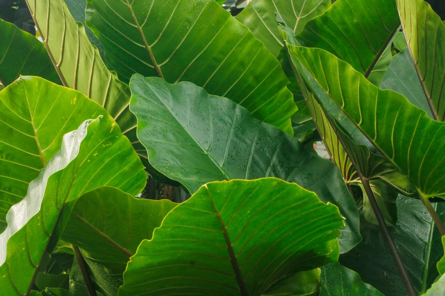 Elephant Ear Bulbs for Planting - Colocasia – Large Tropical Elephant Ears for Garden & Containers – Fast-Growing Ornamental Bulbs (10 Bulbs)