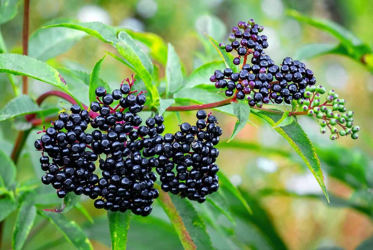 2 American Elderberry Plants Live for Planting, Black Elderberry Bush Live Plant 6 to 12 Inc Height, Bareroots