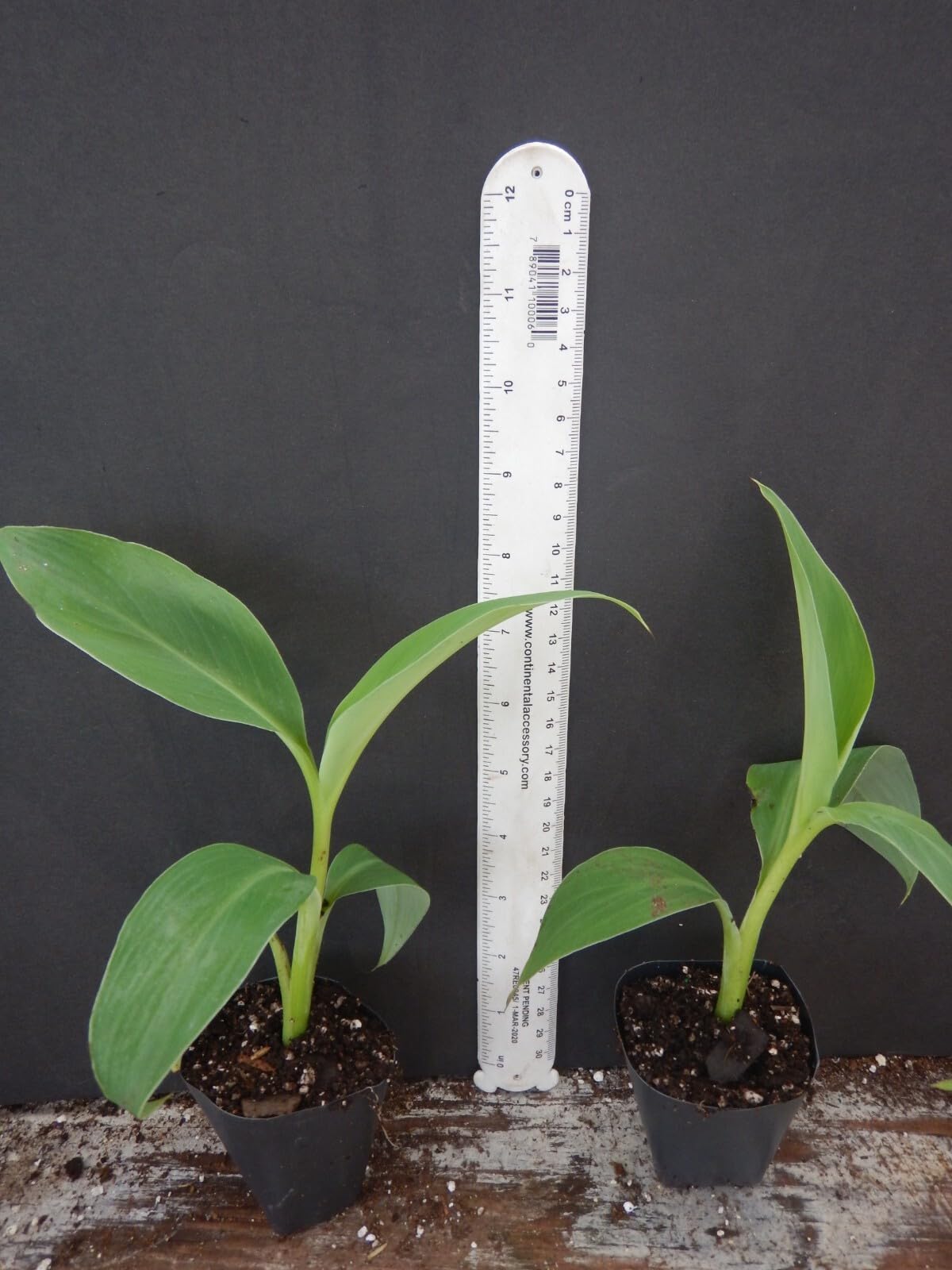 Live Plant - Pisang Ceylon Musa Banana Tree-Small Rooted Starter Plant