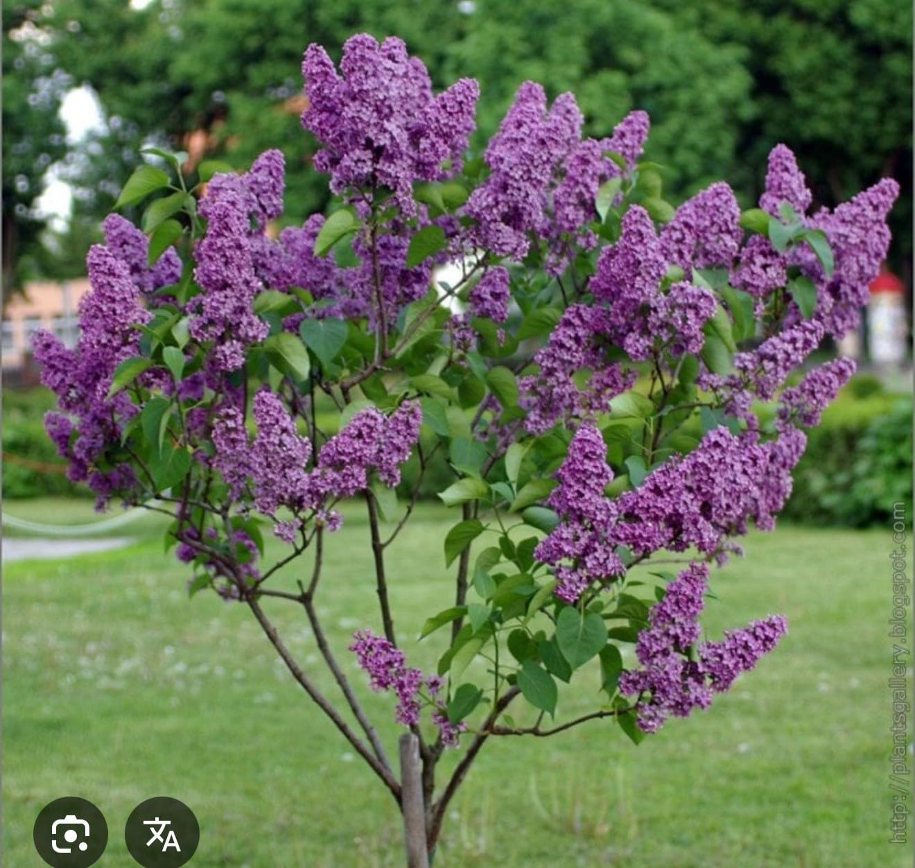 Live Plant - Congo LilacSyringa VulgarisSmall Well Rooted Starter Plant4-8” Tall