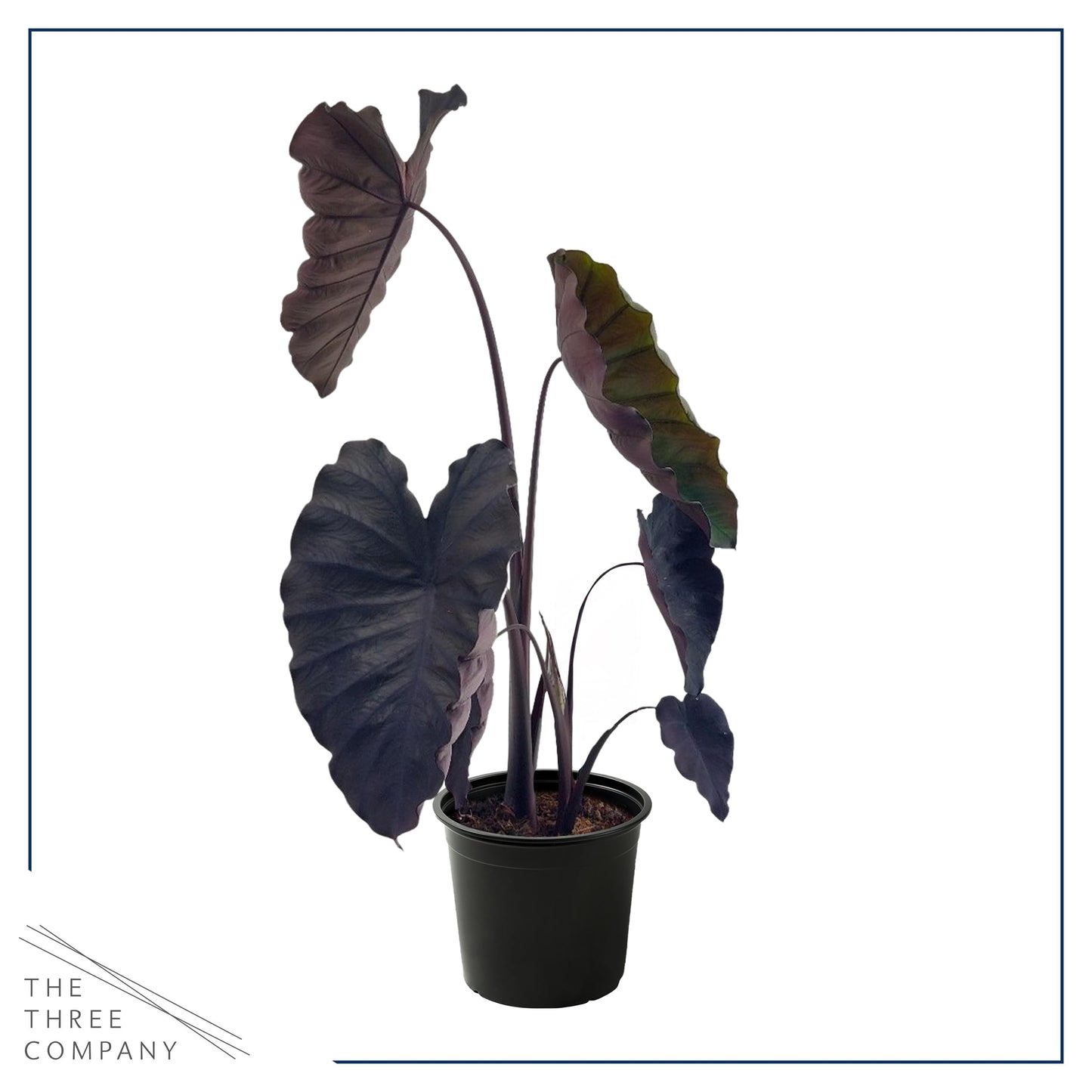 Live Colocasia - Redemption, 10” Tall by 5” Wide in 1.76 Qt Pot, Trimmed Back for Shipping Purposes