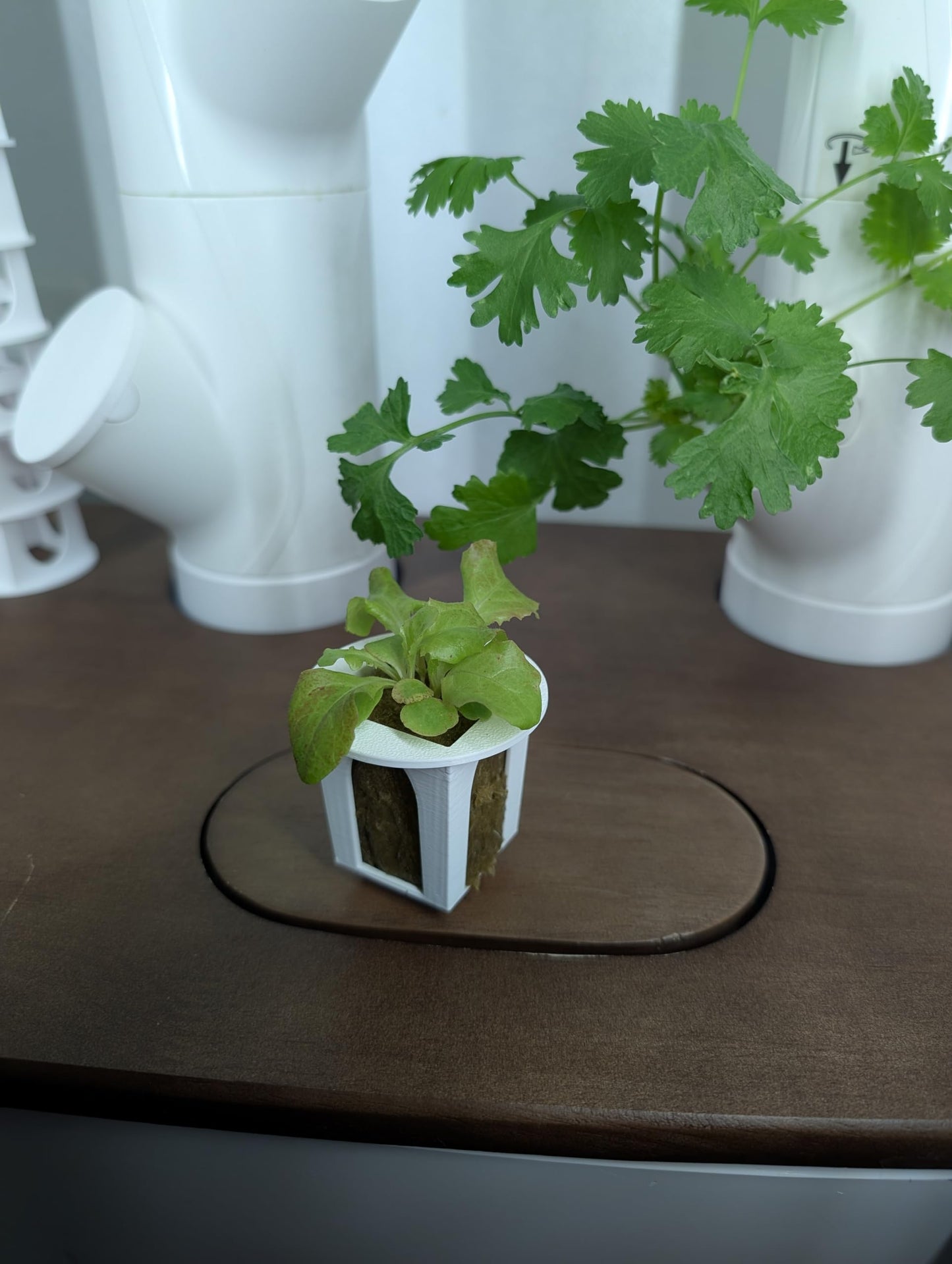 Grow Cubes for Hydroponic System/Grow Cubes Compatible with Gardyn (Seed Starter Nursery + w/Rockwool)