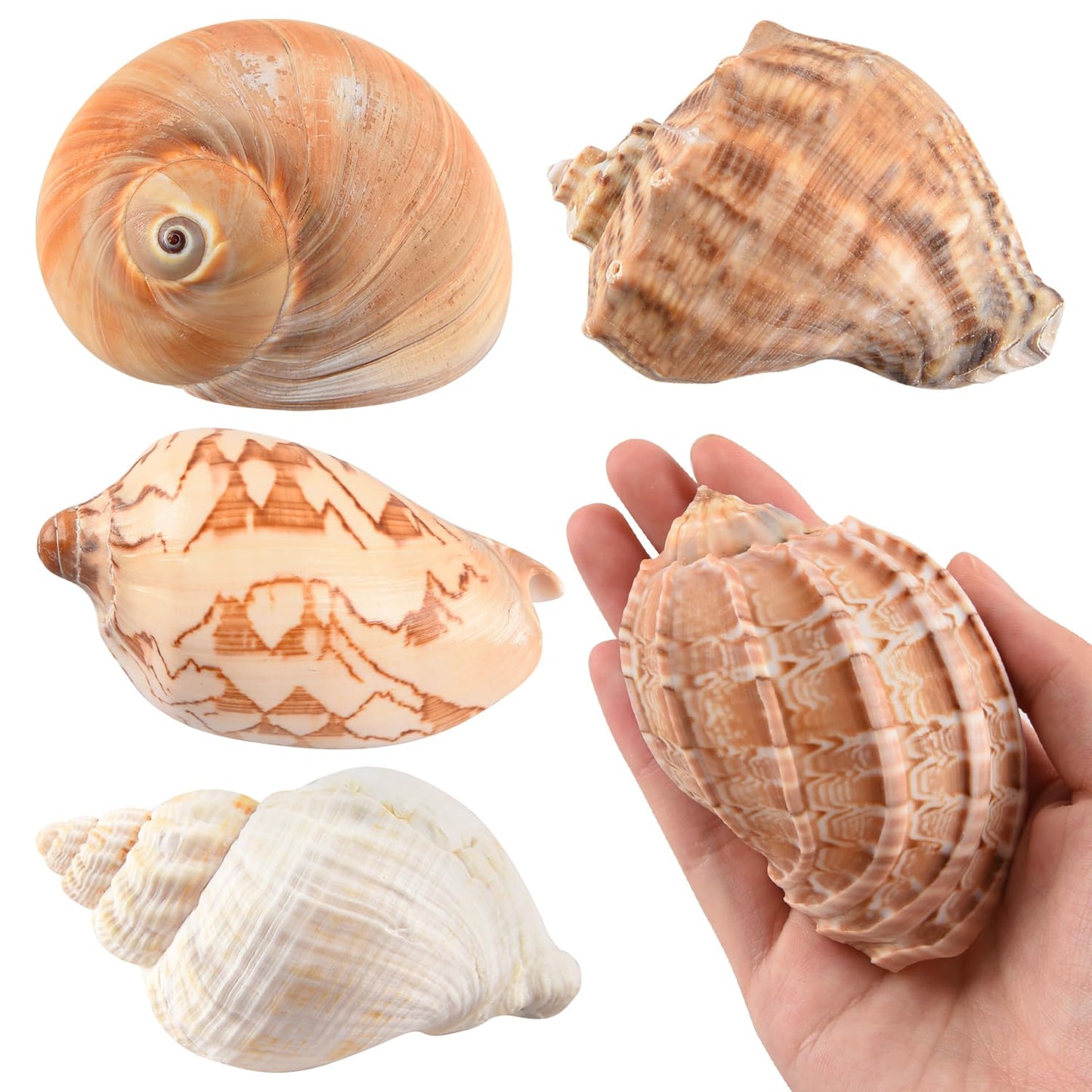 LYHZLBAY Hermit Crab Shells Large 6pcs,Natural Conch Shell Size 2.8" - 3.8", Opening Size 1.5" - 2.7", Large Sea Shells Turbo Seashells for Hermit Crab Supplies and Beach Decorations