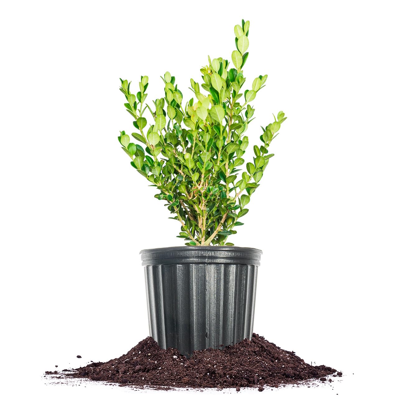 Perfect Plants Winter Gem Boxwood 1 Gallon | Live Shrub for Landscaping, Topiary, Hedges | Evergreen & Low Maintenance