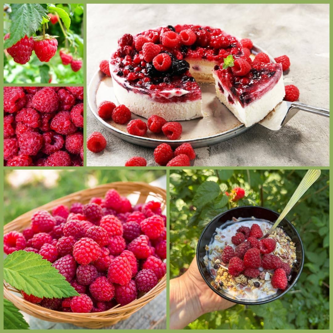 Set of 2 Live Red Raspberry Plants, Sweet Berry Shrubs, 3 Inch Pot for Growing