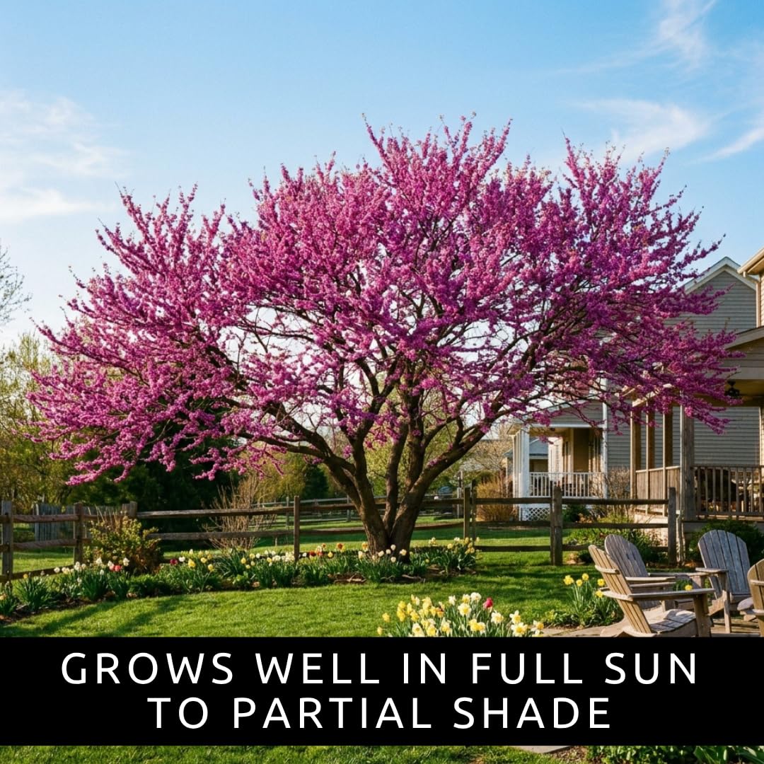 3 Eastern Redbud Tree (Cercis Canadensis) Live Plant – Brilliant Pink Spring Blooms, Hardy Ornamental Flowering Tree, Perfect for Landscapes, Yards & Gardens (3 Live Trees)