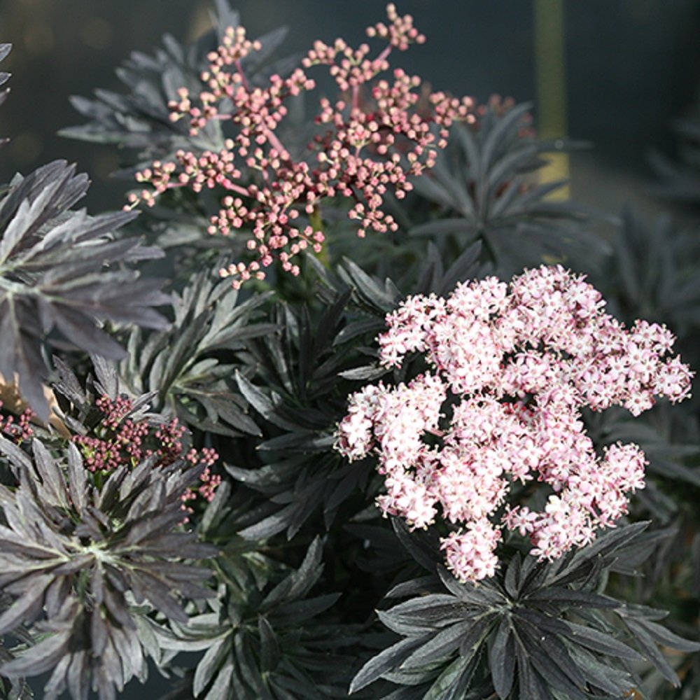 Laced Up® Elderberry - 4" Pot - Sambucus - Proven Winners