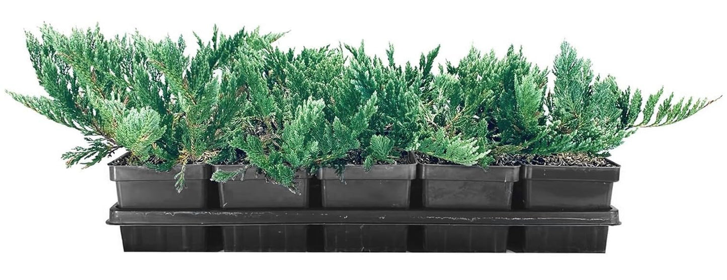 Juniper Blue Chip | 1 Live 4 Inch Pot | Juniperus horizontalis 'Blue Chip' | Low-Maintenance Ground Cover Plants | Drought-Tolerant Landscaping Shrub