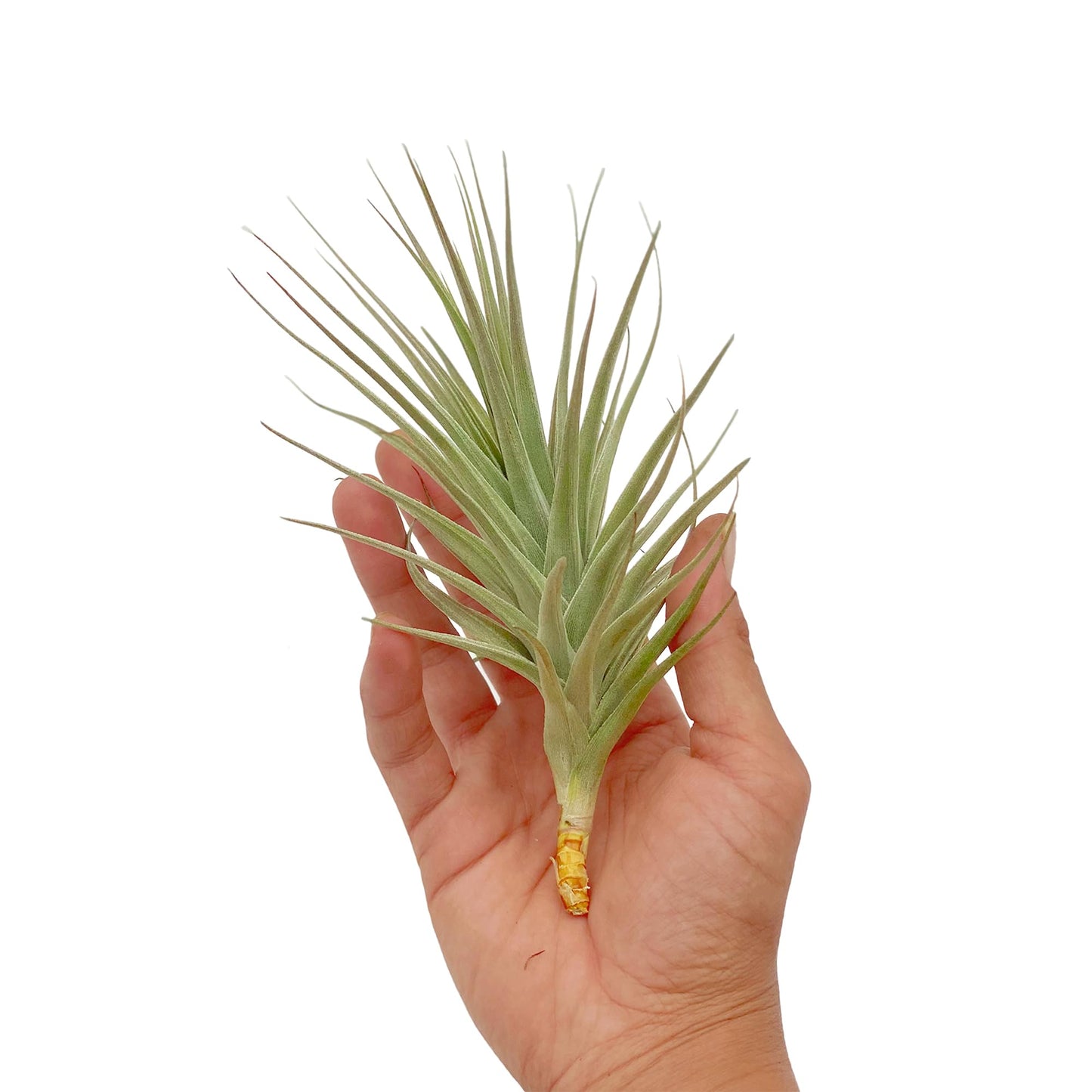 ragnaroc Air Plants - Flowering Tillandsia Lilla Lilac, Large 5" - 3ct - Live Arrival Guaranteed - House Plants for Home Decor & Gift