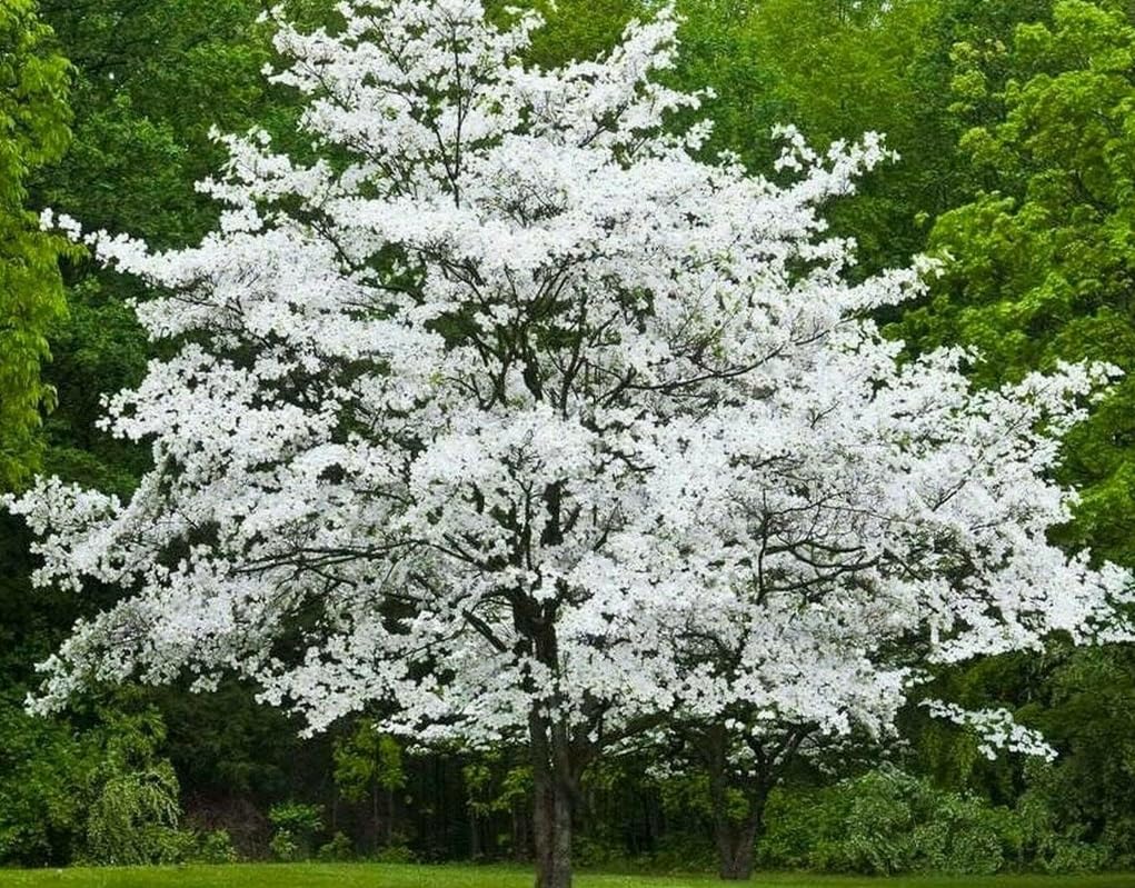 White Flowering Dogwood Tree - 24-36" Tall Live Plant - 2-3 Foot Tall Spring Blooming Shade Tree - Cornus Florida