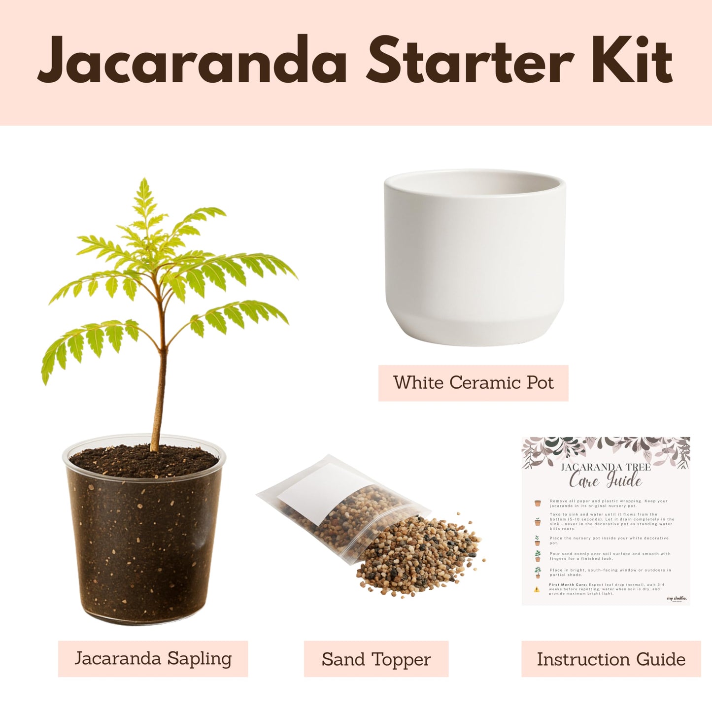 MyShelfie Jacaranda Tree Bonsai Starter Kit for Beginners - Gifts for Men Who Have Everything, Unique Gifts for Women, Small Bonsai Tree with Ceramic Pot, Easy to Grow and Maintain