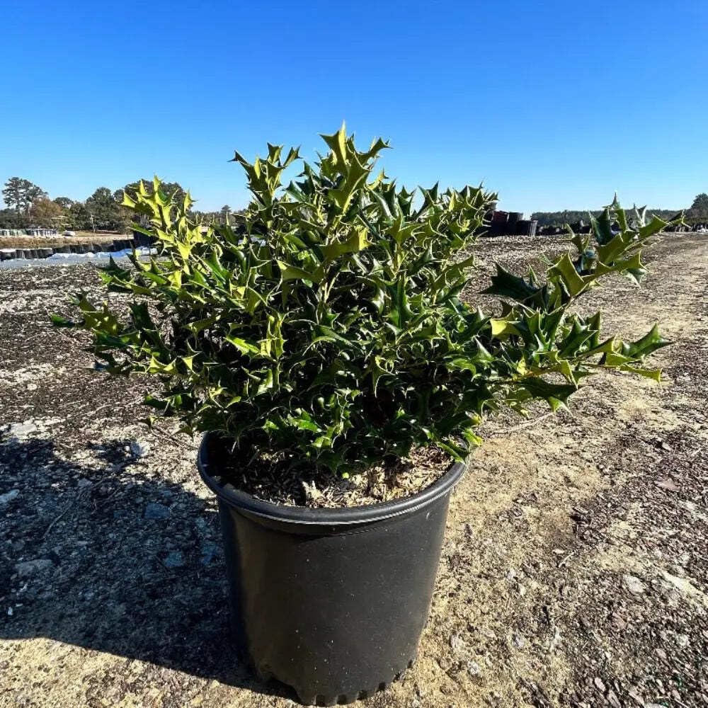 Ilex Rotunda, Dwarf Chinese Holly Evergreen Shrub 3 Gallon