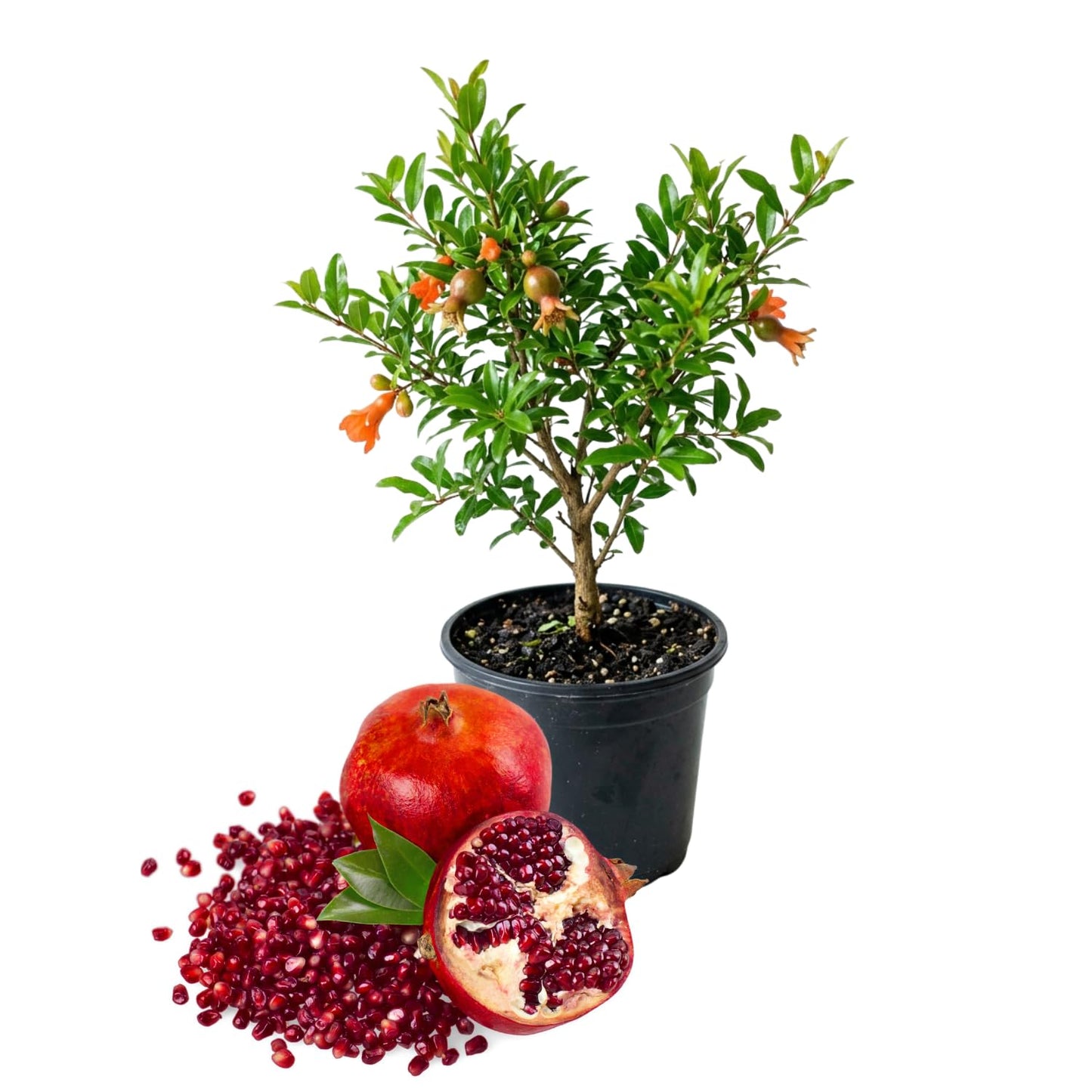 Pomegranate Plant Live, Sweet Pomegranate Plant 8-10 Inches Tall in 4'' Pot, Fruit Tree for Outdoor Growing