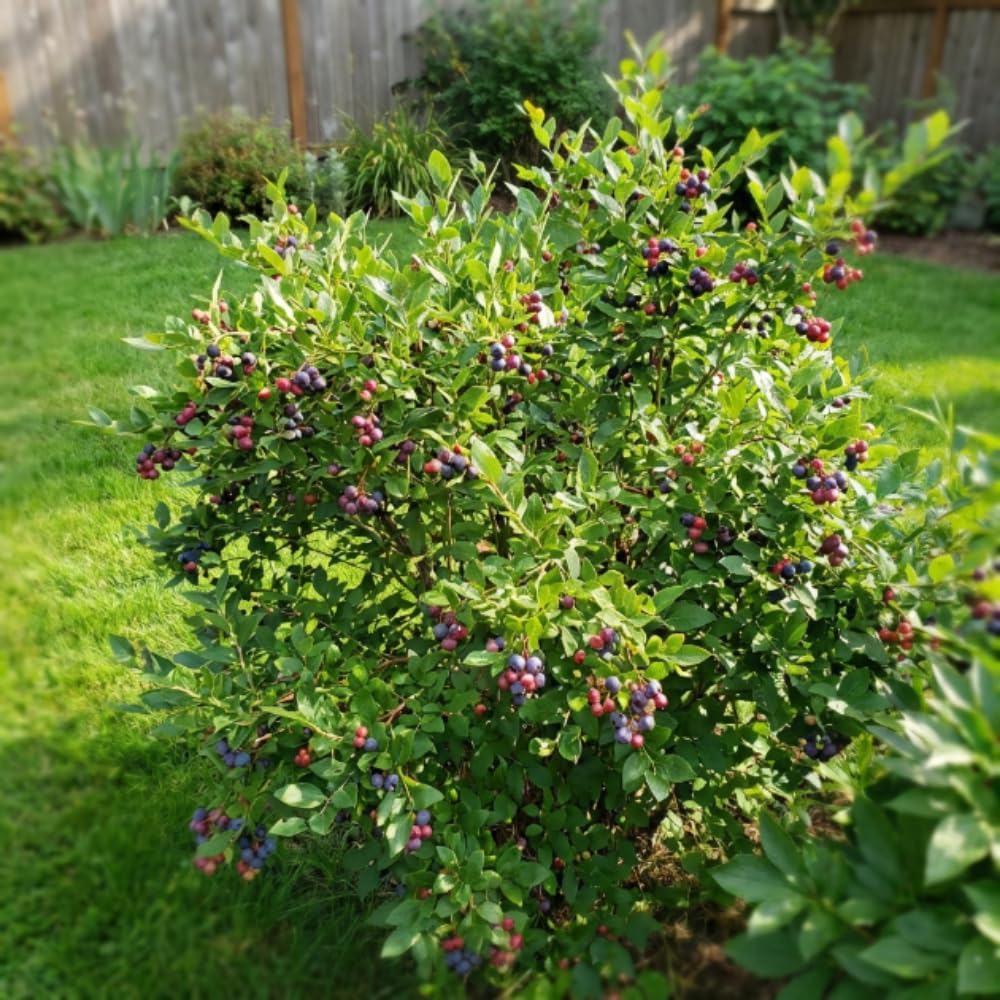 Huckleberry Plant, Huckleberry Bushes Live Plant, 4 Inches Pot, 3-5 Inc Tall, Hardy Fruit Tree for Indoor Outdoor Growing