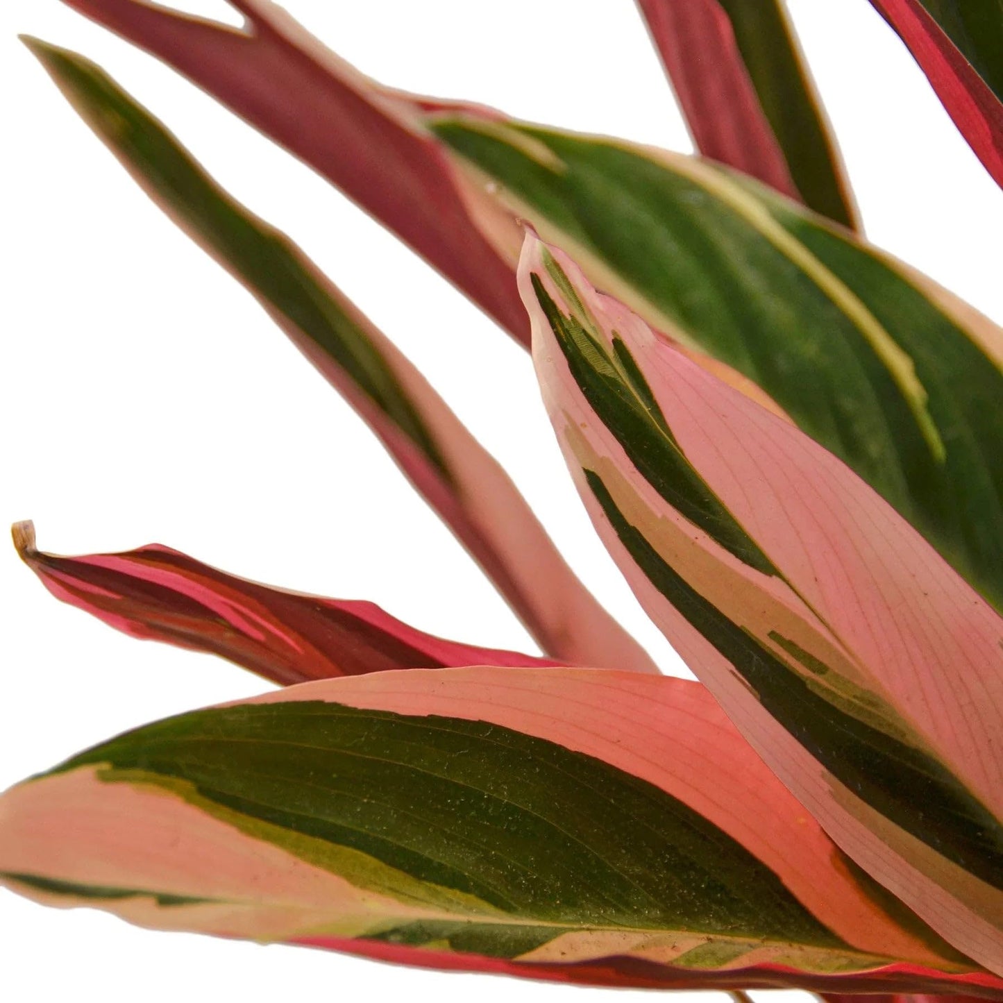 Stromanthe Triostar | Live Plant for Indoor & Outdoor | for Living Room, Office, Bathroom | (4" Pot)