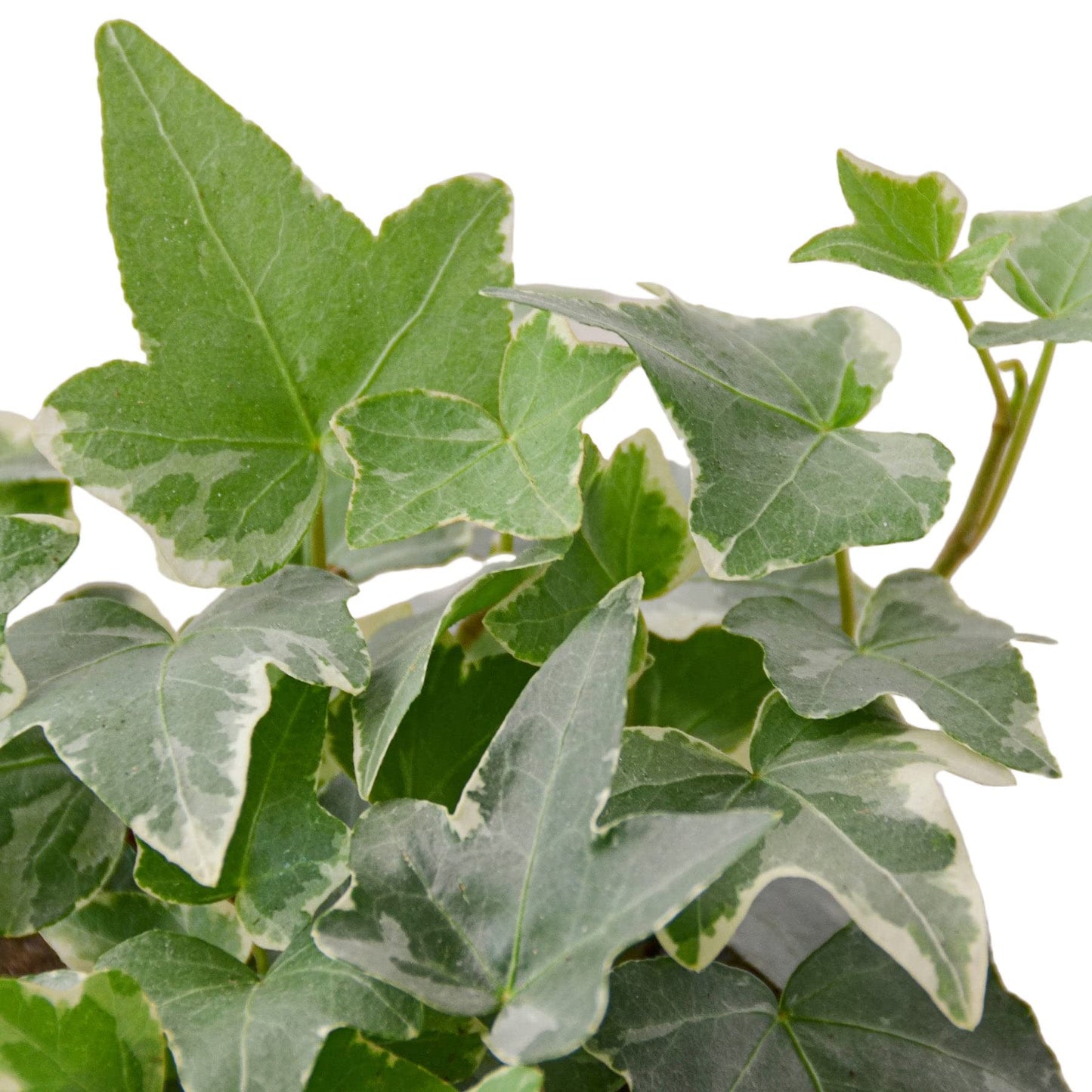 English Ivy 'Glacier' | Live Plant for Indoor & Outdoor | for Living Room, Office, Bathroom | (4" Pot, White Cylinder)