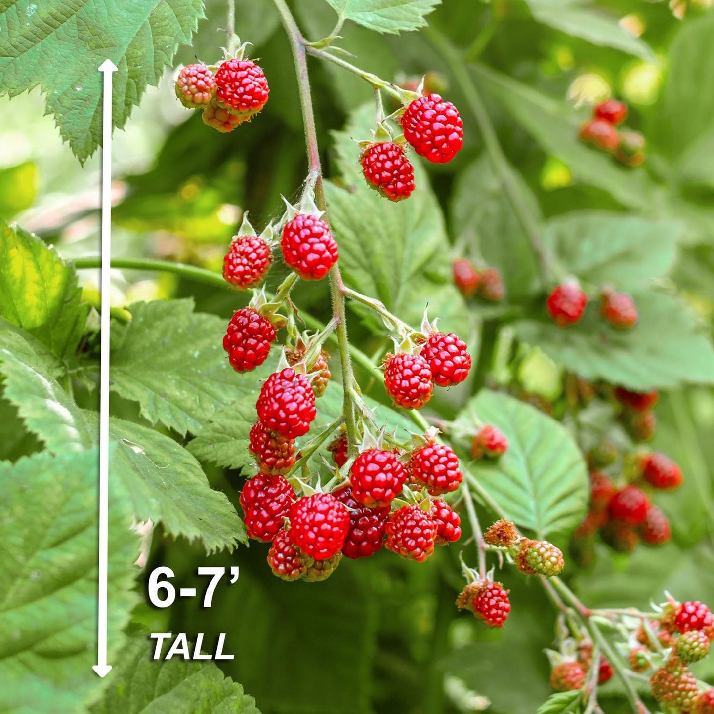 Garden State Bulb Latham Raspberry Bare Roots for Planting, Non-GMO (Bag of 2)