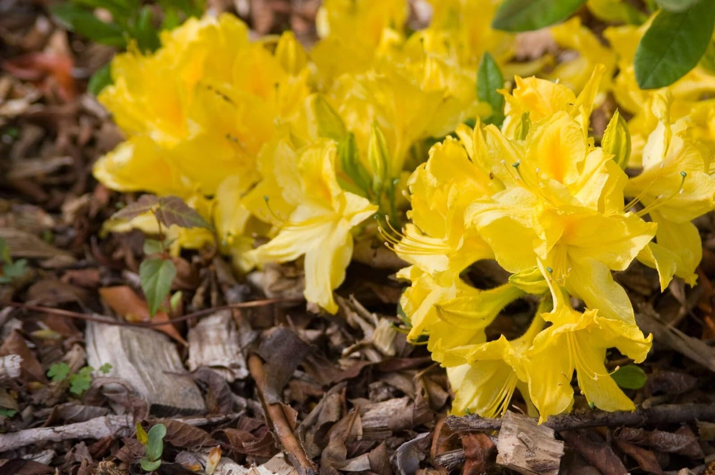 Live Plant - Aromi Azalea Rhododendronsmall Starter Plant