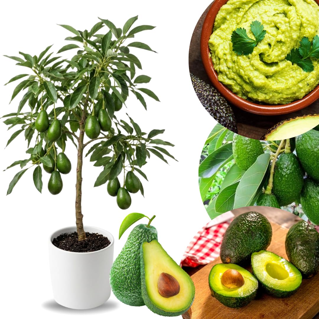 2 Years Old HASS Avocado Tree Live Plant Grafted Ready to Bear Fruit, 12-24 Inches Tall in 3 Gallon Pot, No CA