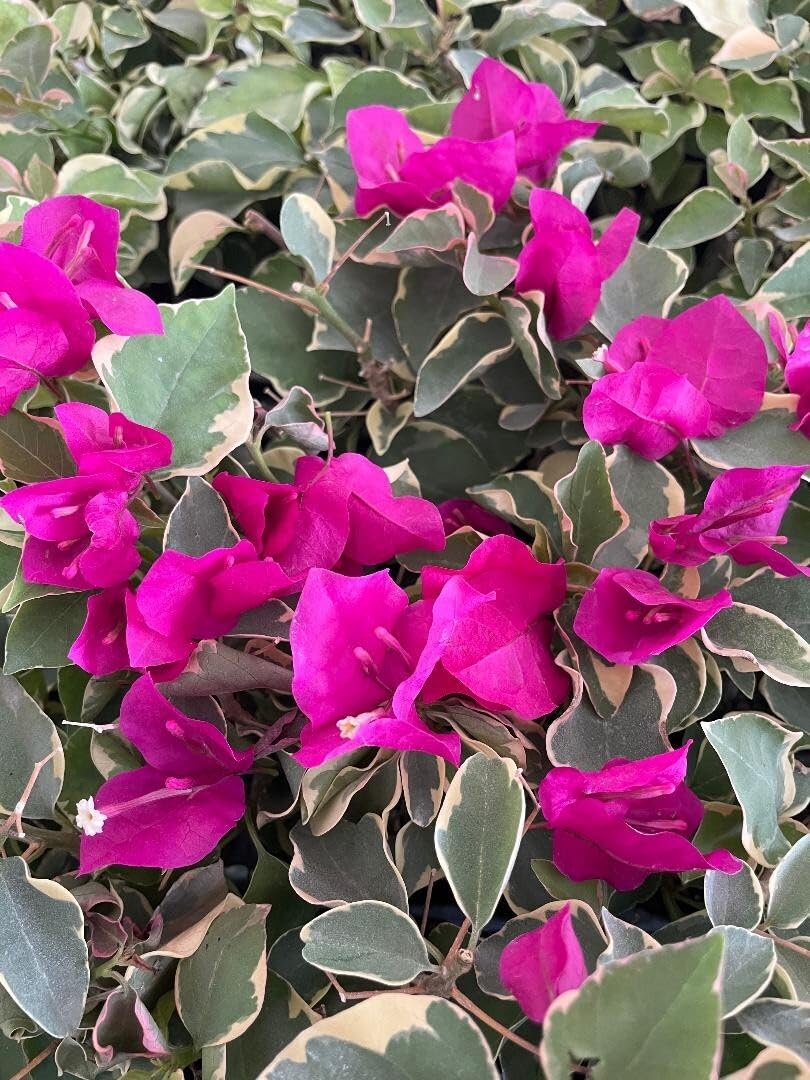 Live Plant - Claret Red Bougainvillea Small Well Rooted Starter Plant