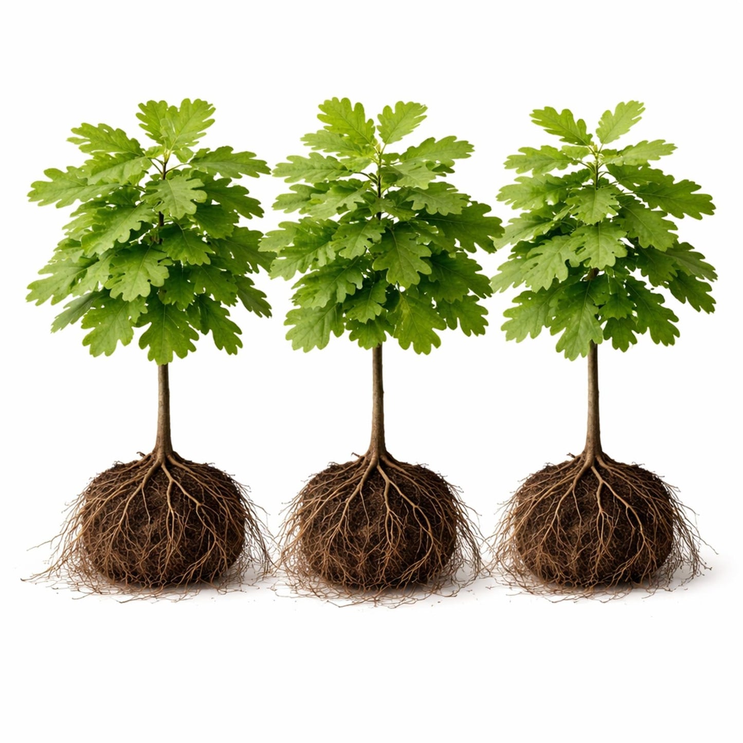 3 White Oak Trees for Planting – Quercus alba – Fast Growing Shade Trees – Hardy Landscape Oaks with Beautiful Fall Color (3 Trees) - Beautiful Fall Color, Long Lived
