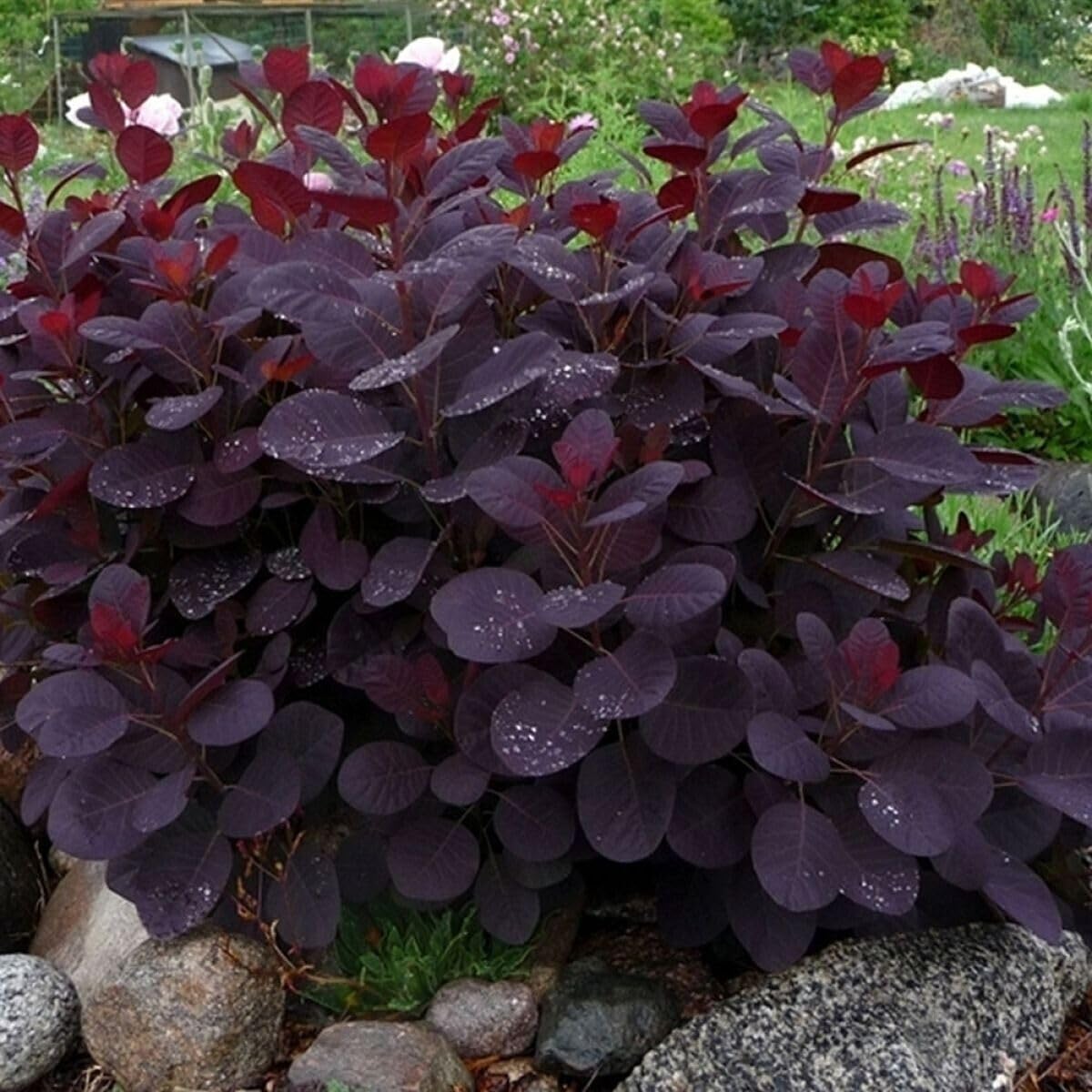 Purple Smoke Tree 12-18" Tall - Quart Pot - Live Plant
