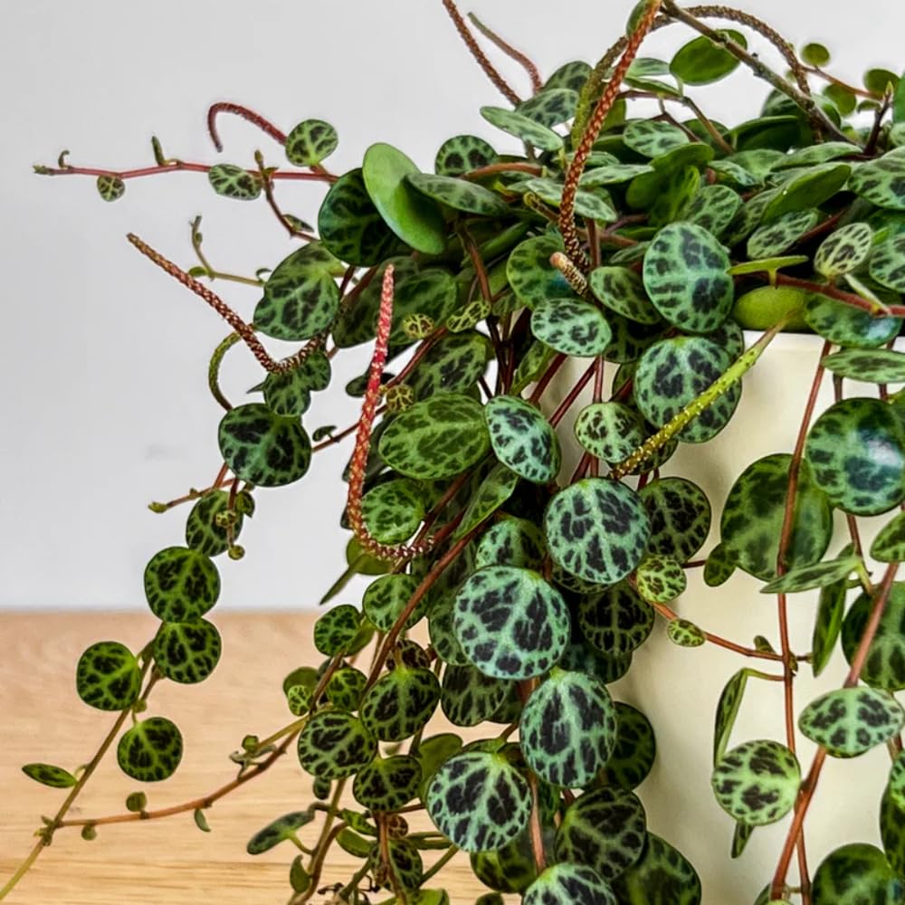 String of Turtles Plant Live, Succulent Trailing Vine, Indoor Houseplant Live in Pot