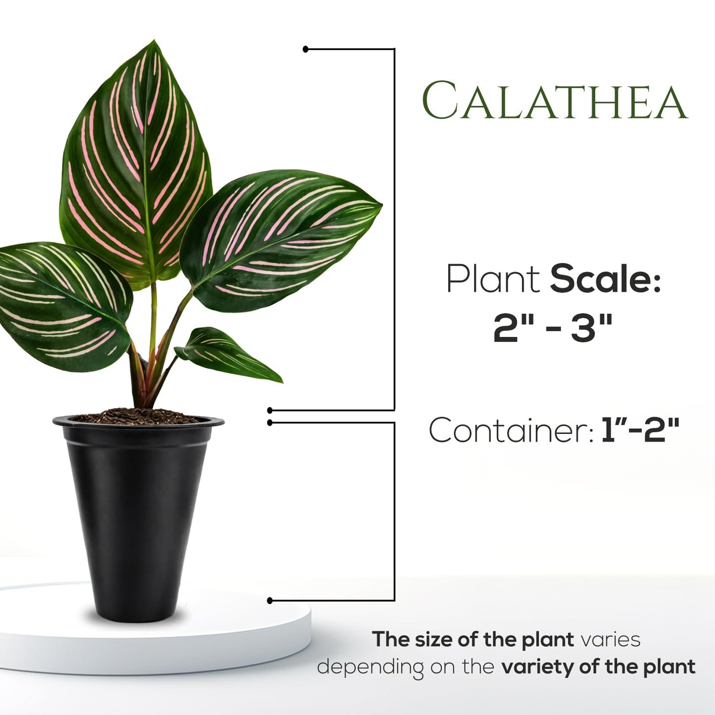 Calathea Collection (4 Pack) Live Plants – Stunning Foliage Prayer Plants Like Orbifolia, Rose Painted, White Star & Dottie – Easy Indoor Tropical Plants – Pet Friendly – Natural Air Purifiers