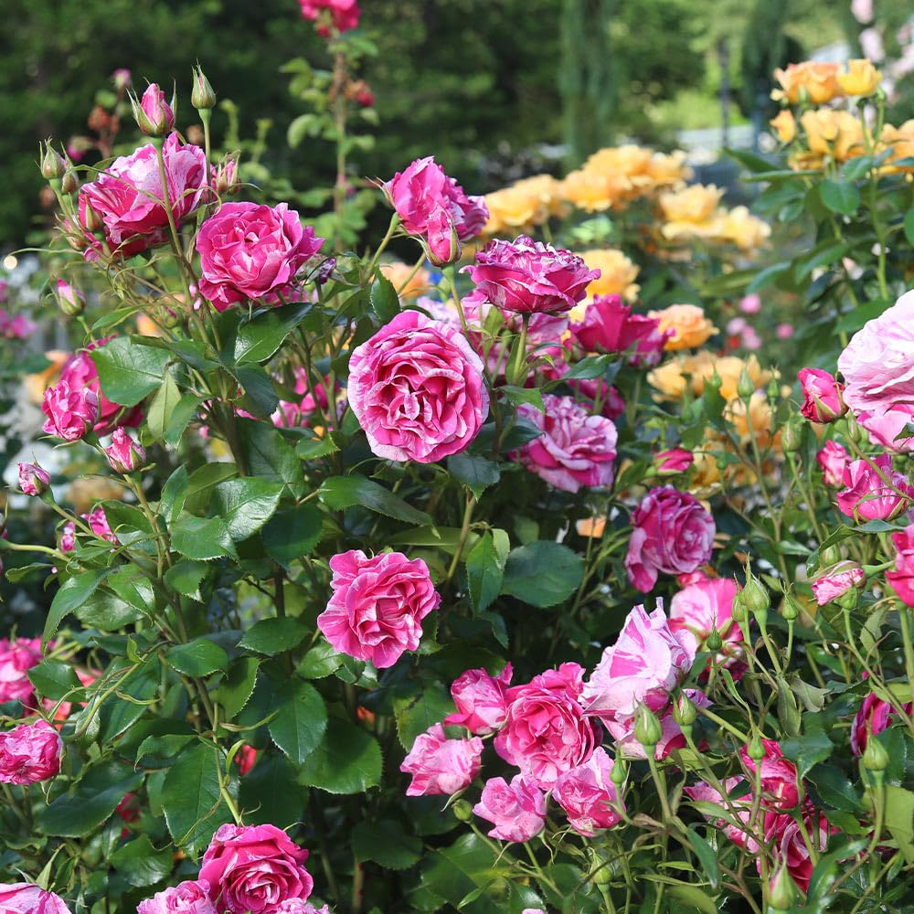 Heirloom Roses Grandiflora Rose Plant - Parade Day™ Fragrant Roses Live Plant
