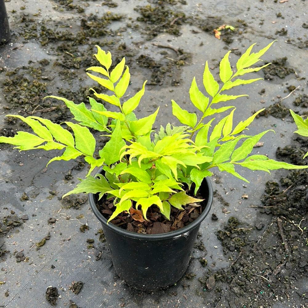 Fern-C. Japanese Holly Fern (1 Gallon)