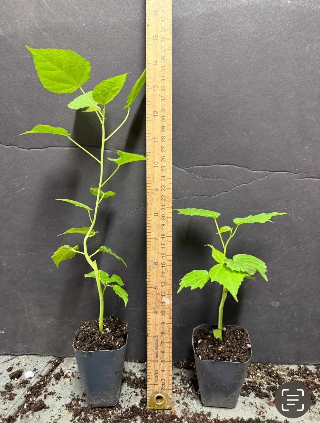 Live Plant - Mimi Hibiscus Moscheutos-Small Rooted Starter Plant-Huge 6-8”Blooms