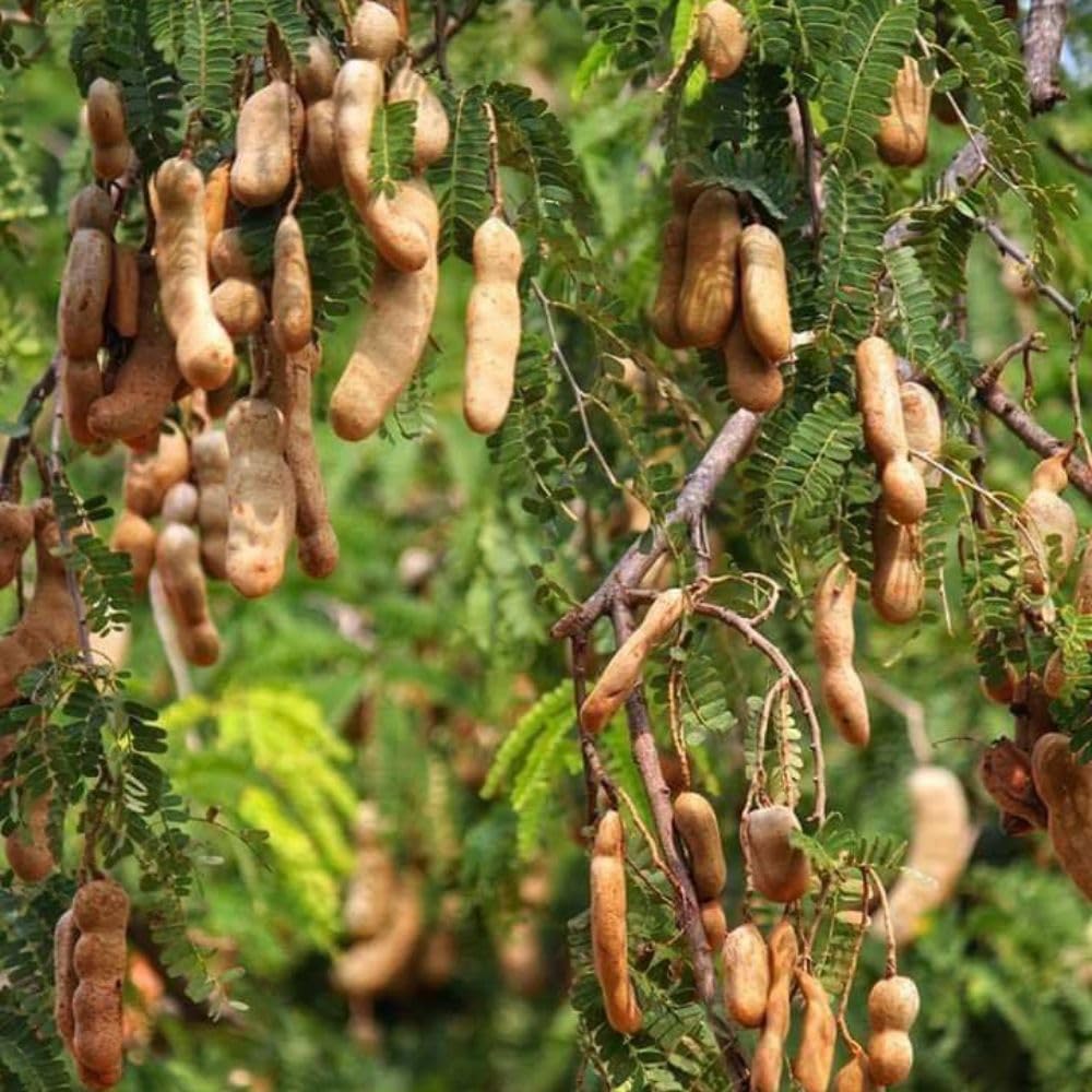 Live Sour Tamarind Tree 2-3ft in 3 Gallon Pot, Live Tropical Fruit Plant, Tangy Tamarind Fruit Tree for Planting Outdoor Garden, No Ship to CA