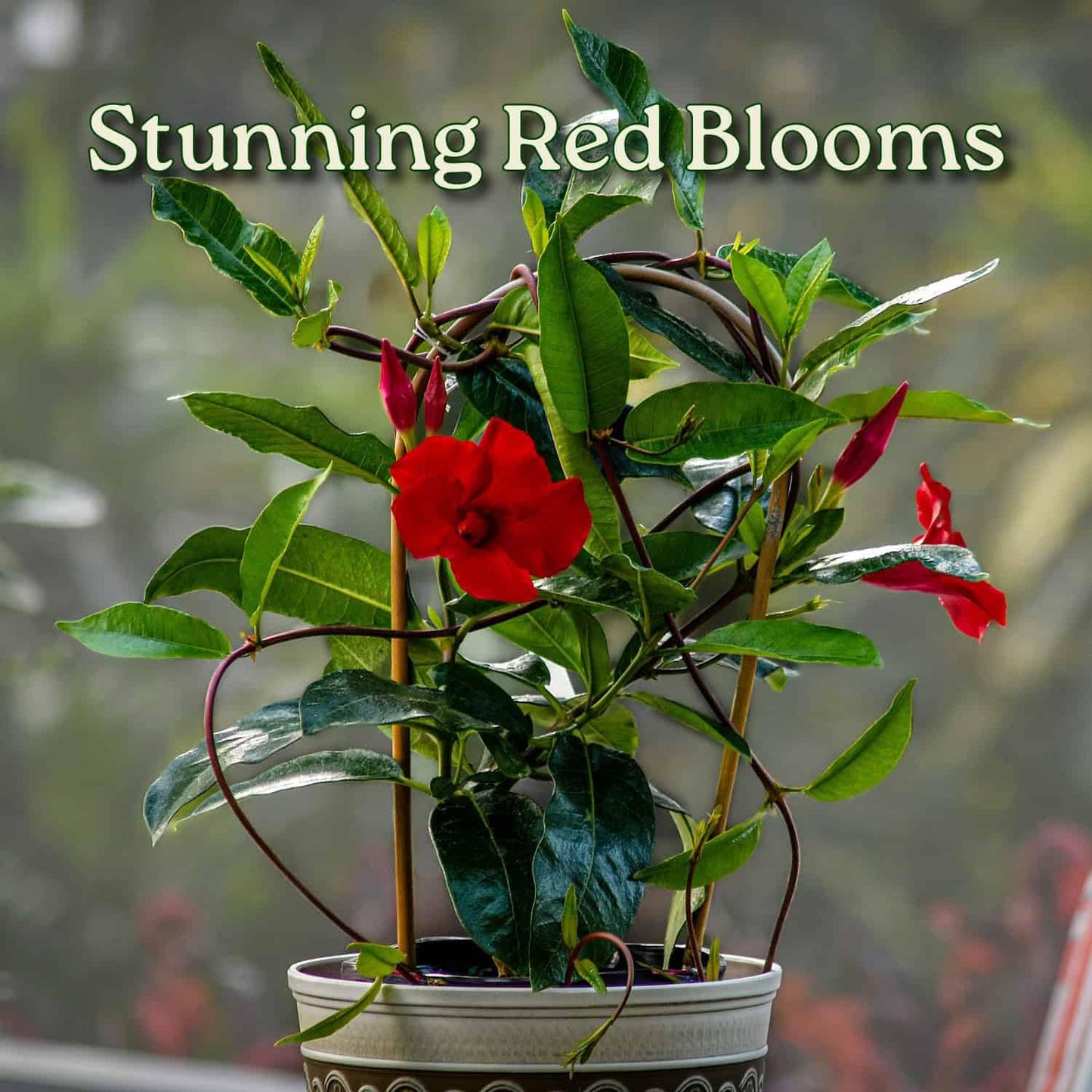 Mandevilla Live Flowering Plant - Red Mandevilla Plant Trellis - 18" Hoop, 18" to 20" Overall Height - 1 Gallon (Plant Only)