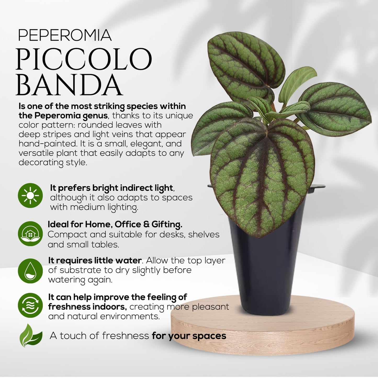Peperomia Plant Collection (4 Pack)– Set of Rare Varieties | Watermelon, Frost, Eden Rosso & Piccolo Banda | Easy Indoor Houseplants, Live Plants for Home Decor (Peperomia Collection)